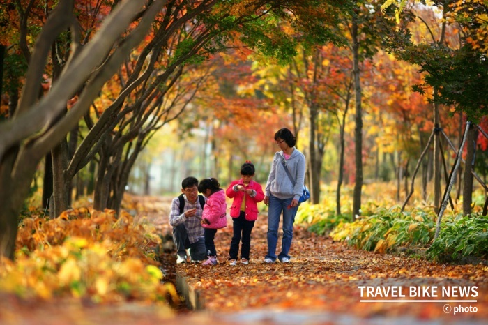 한택식물원에서는 10월 3일부터 26일까지 가을의 정취를 느낄 수 있는 들국화 단풍 페스티벌을 개최한다. 사진 제공 / 한택식물원