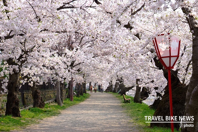 히로사키 공원 서쪽 니시보리 지역의 벚꽃 터널 모습 사진 출처/ JAPAN Monthly Web Magazine