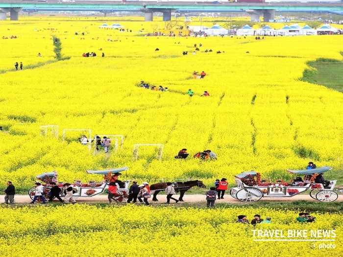 오는 4월 11일부터 19일까지 9일간 ‘제4회 부산 낙동강 유채꽃 축제’ 개최된다. 사진 제공/부산시