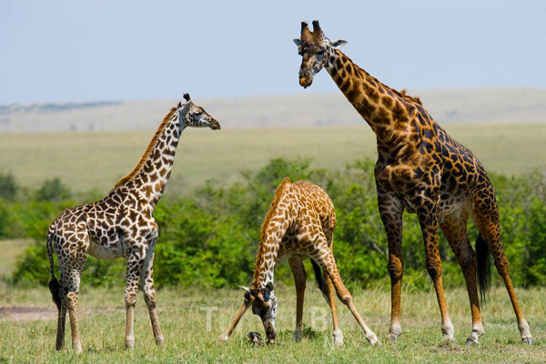 케냐에는 야생에서 버려진 기린을 보호하고 다시 야생으로 돌려보내는 기린 보호소가 있다. 사진/ 보물섬투어