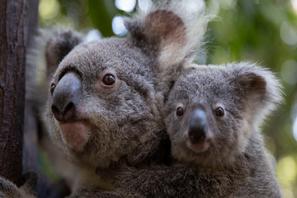 커럼빈 생츄어리는 호주의 야생 생태구역으로, 동물원과 같은 테마파크로 꾸며져 있다. 사진/ 커럼빈 생츄어리