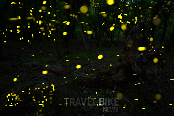 맹그로브 숲 주위로 반딧불을 감상하는 반딧불 투어를 즐겨볼 수 있는데 어둠 속에서 빛을 발하는 모습이 장관이다. 사진/ 자유투어