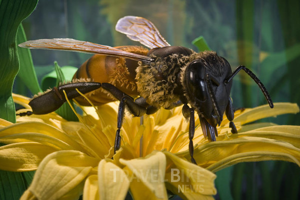 뉴질랜드를 대표하는 기념품인 마누카 꿀은 마누카를 먹은 벌에게서만 채취가 가능한 꿀로 항균 물질이 대량 함유되어 있어 더욱 유명하다. 사진/ 뉴질랜드관광청