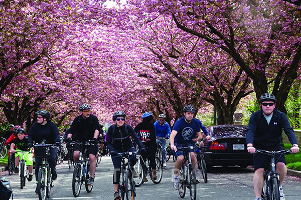 밴쿠버 다운타운 바로 북서쪽에 위치한 스탠리 파크의 로즈 가든, 로스트 라군 주변이 벚꽃 명소이다. 사진/ Vancouver Cherry Blossom Festival 2020
