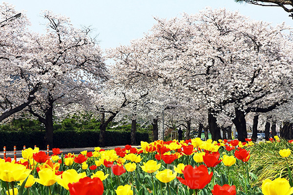 해마다 3~4월이면 상춘객의 발길을 모으고 있는 ‘정읍 벚꽃축제’를 올해는 코로나 19 확산 여파로 전면 취소했다. 사진/ 정읍시