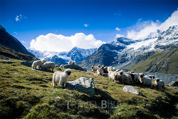 스위스의 가을을 맞이하는 ‘체르마트 목동 축제’가 오는 9월 6일 열린다. 축제 기간에는 체르마트의 마스코트 검정코 양, ‘볼리 선발대회’와 ‘올해의 목동’을 선발하면서 축제의 분위기를 고조시킨다. 사진/© Tradition Julen