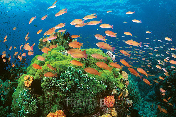 여행 가이드북 '론니 플래닛'이 "세계 최고의 다이빙 스폿"에 필리핀 팔라완의 투바타하 산호초 자연공원과 푸에르토프린세사 시에 위치한 다양한 다이빙 스폿들이 선정됐다. 사진/ 필리핀 관광부