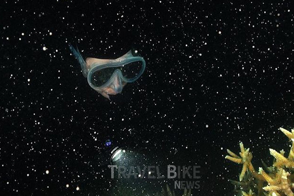 매년 다이빙 업체들은 산호 산란을 목격할 수 있는 프로그램을 하룻밤이나 3박 4일 동안 리프에서 진행되는 투어를 운영하고 있다. 사진/ 호주 퀸즈랜드주 관광청