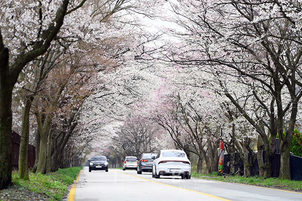 단풍생태공원에서 내장산으로 들어가는 길목의 벚꽃 터널은 정읍의 대표적인 벚꽃 나들이 명소로 꼽힌다. 사진/ 정읍시