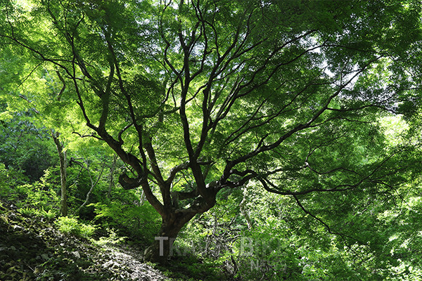 가을철 단풍명소로 유명한 내장산 내 금선계곡 단풍나무가 국가지정문화재 천연기념물이 된다. 사진/ 정읍시