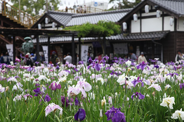 매년 5월 하순부터 6월 하순에 걸쳐 한 달 동안 열리는 스이고 이타코 꽃창포 축제는 JR 가시마 선 이타코역에서 도보 3분 거리에 위치한 곳에서 개최된다. 사진/일본정부관광국