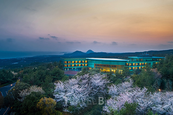 위호텔제주는 벚꽃 시즌을 맞이해 벚꽃 차와 함께 벚꽃 호캉스를 즐길 수 있는 ‘벚꽃 산책’ 패키지를 오는 3월 15일부터 4월 15일까지 선보인다. 사진/위(WE)호텔제주