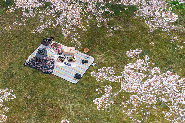 위(WE)호텔제주는 투숙객 중 선착순 30명을 대상으로 벚꽃 아래에서 요가 명상을 하며 차 한 잔을 나누고 제공되는 엽서에 마음을 담는 시간을 가질 수 있는  '벚꽃 이벤트'를 선보인다. 사진/위(WE)호텔제주