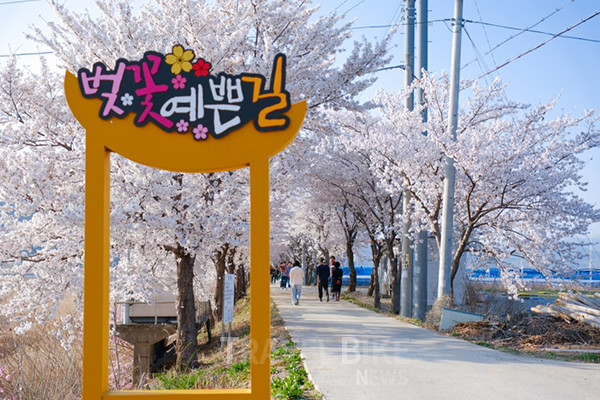 임고면 양향교에서 양수교까지 이어지는 길은 ‘벚꽃 예쁜 길’로 불린다. 강변을 따라 2km 남짓 쭉 뻗은 이 길은 가족, 연인, 친구와 함께 걸으며 벚꽃을 즐기기에 적합하다. 사진/한국관광공사
