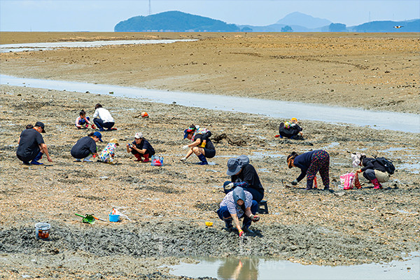 충청남도 서산시와 태안군 사이에 있는 가로림만은 드넓은 갯벌을 품은 바다다. 중리어촌체험마을에서 이 갯벌을 마음껏 즐길 수 있다. 사진/한국관광공사