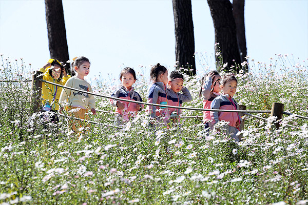 구절초가 만개한 솔숲을 배경으로 자연의 아름다움과 가을의 정취를 즐길 수 있는 이번 축제는 더욱 풍성한 프로그램으로 관광객들을 맞이할 준비를 마쳤다. 사진/정읍시