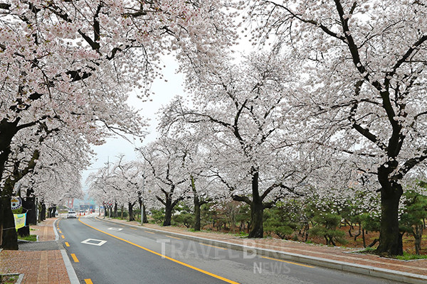 지난 4일부터 6일까지 정읍천과 벚꽃로 일원에서 개최한 ‘2025 정읍벚꽃축제’가 사흘간 15만 명의 방문객을 끌어모으며 성공적으로 마무리됐다. 사진/정읍