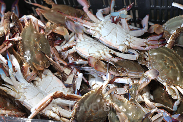 가을 바다의 별미, 태안 꽃게의 계절이 돌아왔다. 가을 여행을 계획한다면 태안 바다의 정취와 함께 꽃게 요리를 즐기는 미식 여행이 제격이다. 사진/태안군