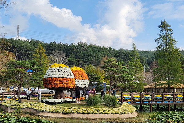 태안군이 주최하는 ‘2025 꽃과 바다 태안국화축제’는 서해안 대표 관광휴양도시 태안의 자연미를 만끽할 수 있는 가을 대표 행사다. 사진/태안군