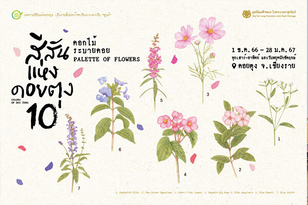 치앙라이 도이뚱 공원에서는 ‘컬러 오브 도이뚱(Color of Doi Tung)’ 꽃 축제가 2026년 1월 25일까지 이어진다. 사진/태국관광청