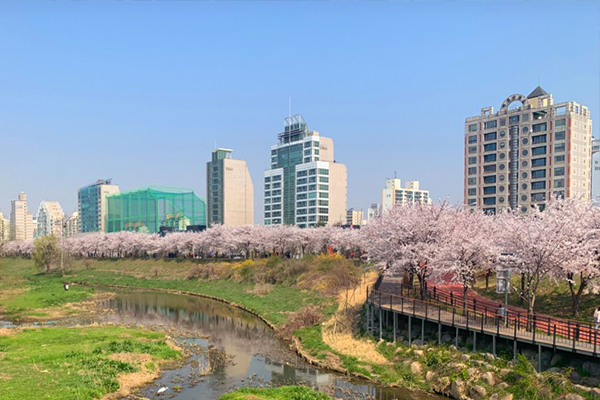 벚꽃 시즌과 맞물린 한강 라이딩 코스, 체험 프로그램, 안전 캠페인이 결합된 이번 챌린지는 단순 이벤트를 넘어 ‘도심형 라이딩 관광 콘텐츠’의 새로운 가능성을 보여준다, 사진/삼천리자전거
