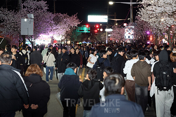 야간에는 정읍천 일대에 설치된 경관 조명이 밤벚꽃을 환상적으로 연출하며 늦은 시간까지 체류객을 유도하는 핵심 콘텐츠로 작용했다. 사진/정읍시